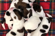 20.8.2018 G vrh / G litter