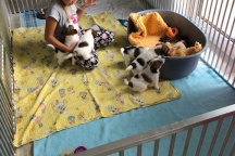 ...7 weeks old with their best friend Juli