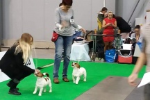 Dog Expo Praha , prosinec 2018, V2, res.CAC