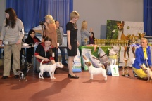 NVP Kalinigrad, 24.2.2013 - Junior winner, 2x JCAC, BOB, BIG-3, BIS-6