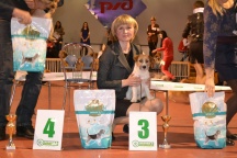 NVP Kalinigrad, 24.2.2013 - Junior winner, 2x JCAC, BOB, BIG-3, BIS-6